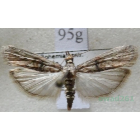 Nephopterix angustella (Hübner, 1796) Czech95g
